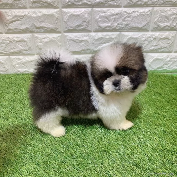 お迎え総額136.000円（税込） | 販売中の子犬 | 愛知県知多郡の北浦浩
