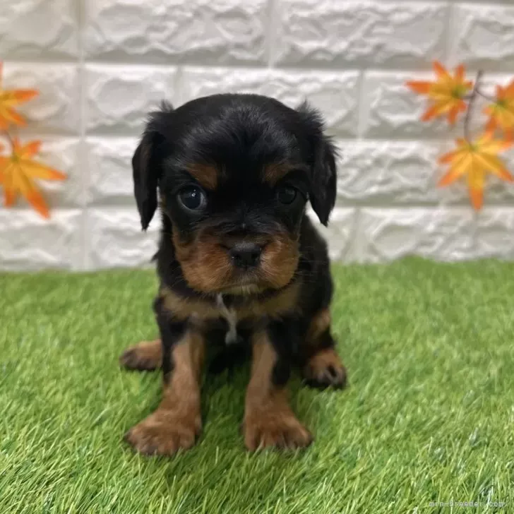 ご家族が決まりました