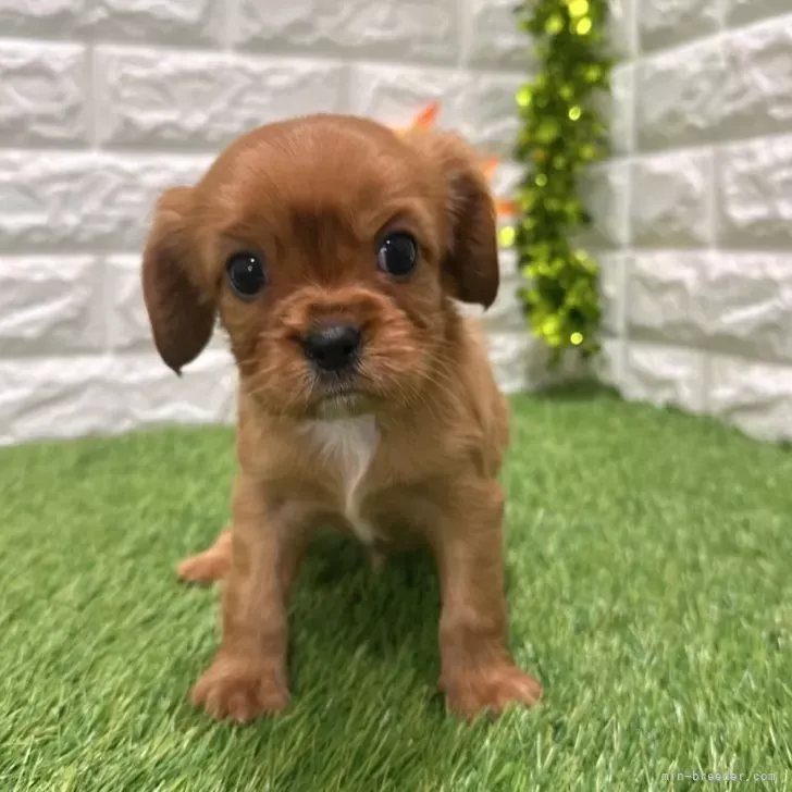 ご家族が決まりました