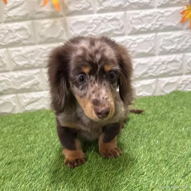 支い総額293.000円（税込）