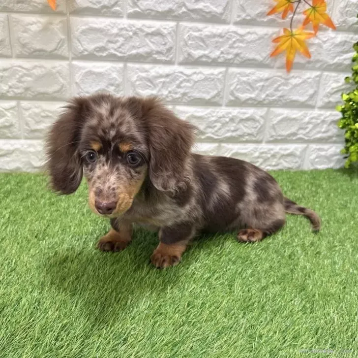 支い総額293.000円(税込)