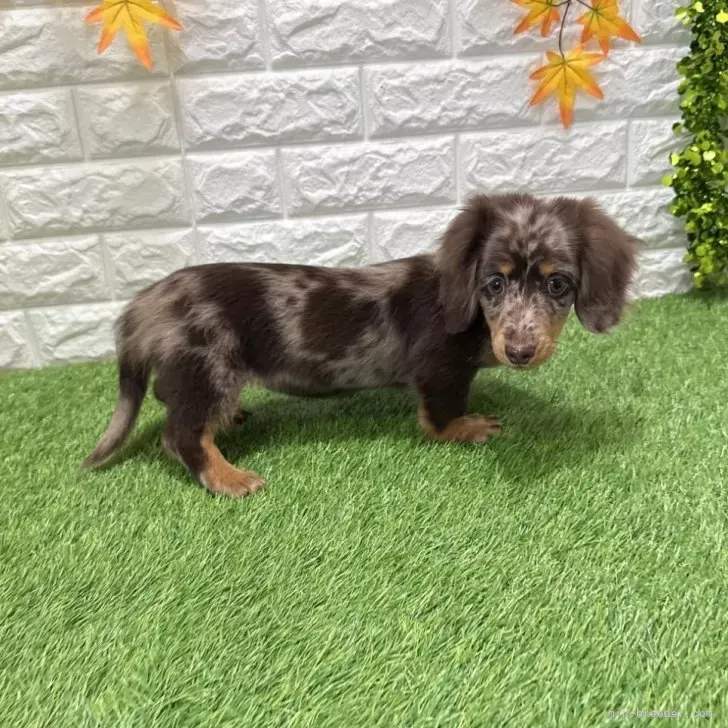 支い総額293.000円(税込)