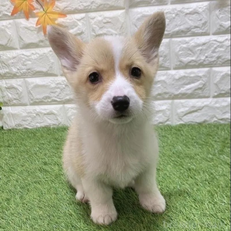 お迎え総額335.000円（税込）   