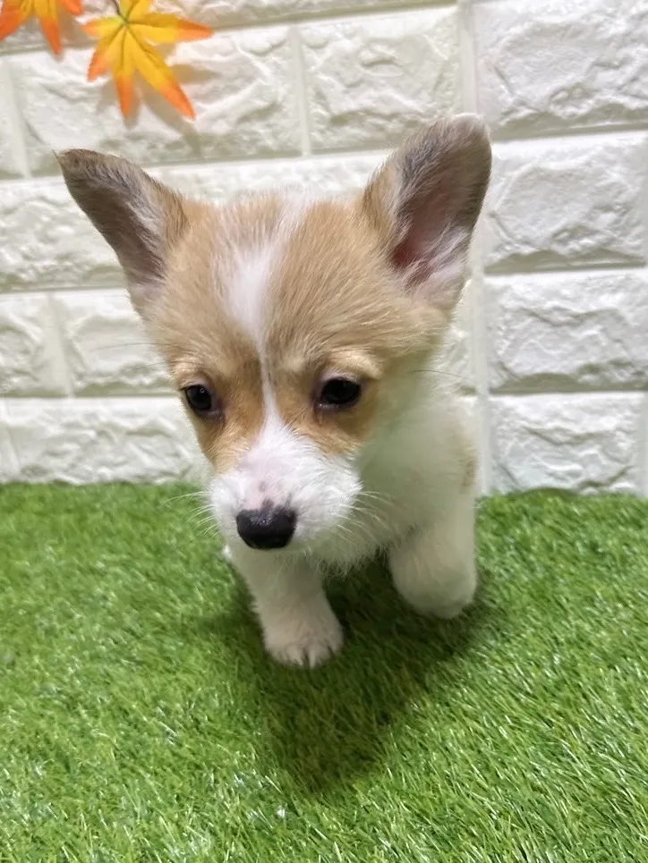 お迎え総額335.000円（税込）