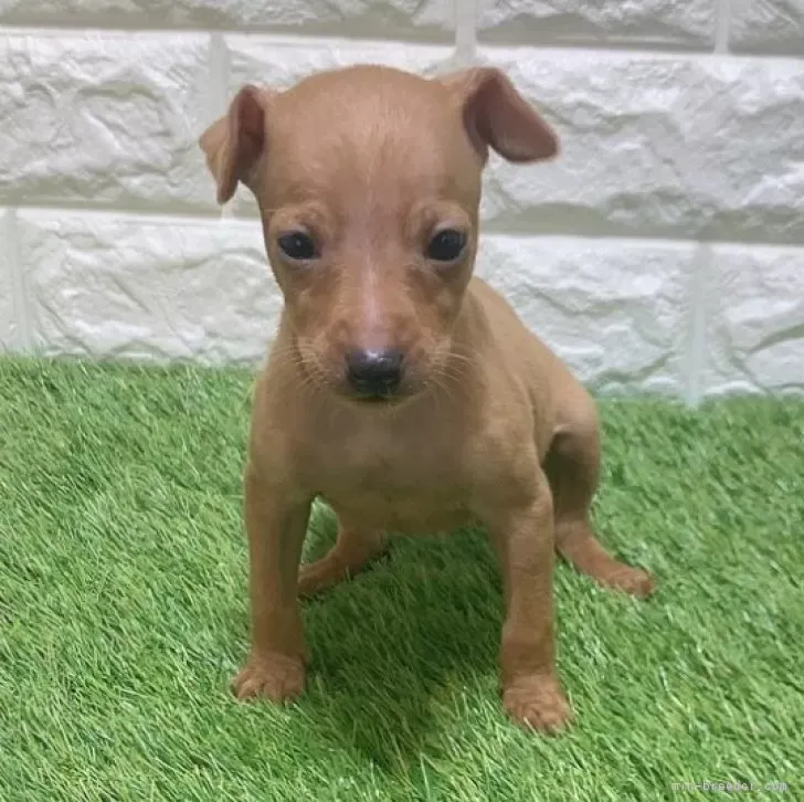 ご家族が決まりました 