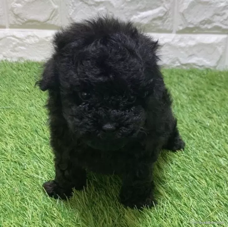 お迎え総額175.000円（税込）   