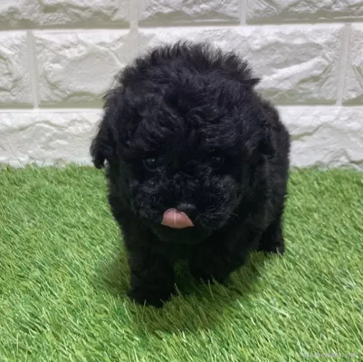 お迎え総額175.000円（税込）   