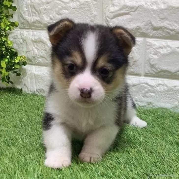 ご家族が決まりました