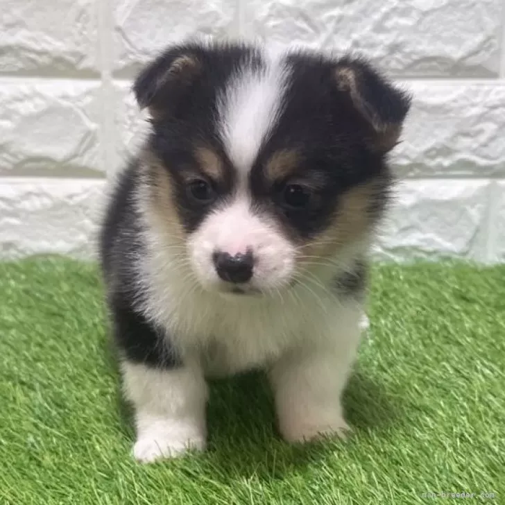 お迎え総額335.000円（税込）   