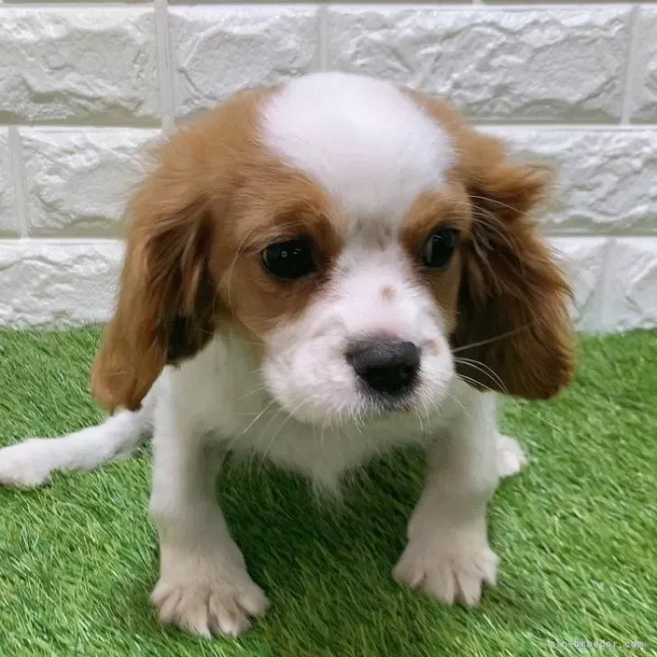 支い総額335.000円（税込）