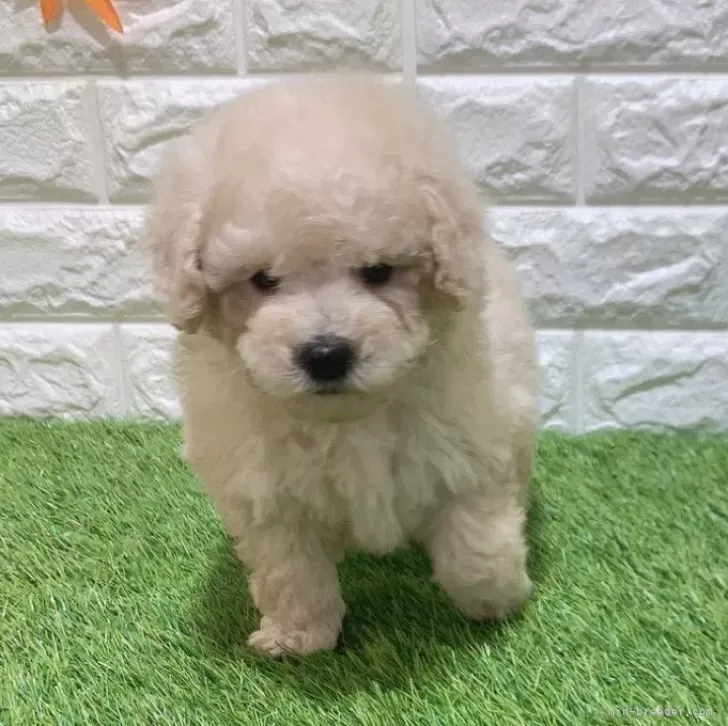 お迎え総額125.000円（税込）   