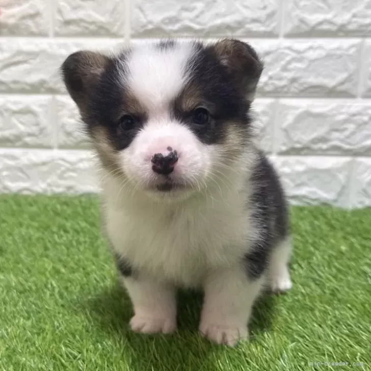 お迎え総額285.000円（税込）   