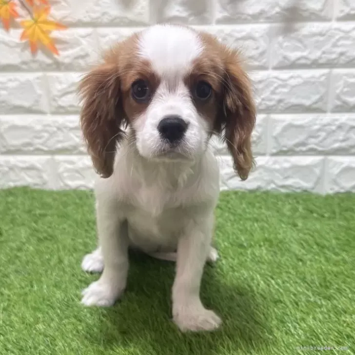 支い総額335.000円（税込）