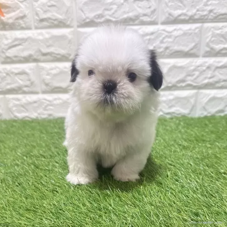 お迎え総額135.000円（税込）   