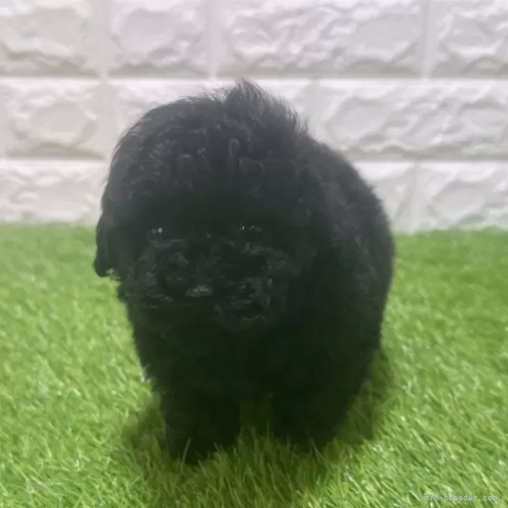 お迎え総額175.000円（税込）   