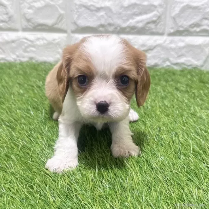 お迎え総額285.000円（税込）   