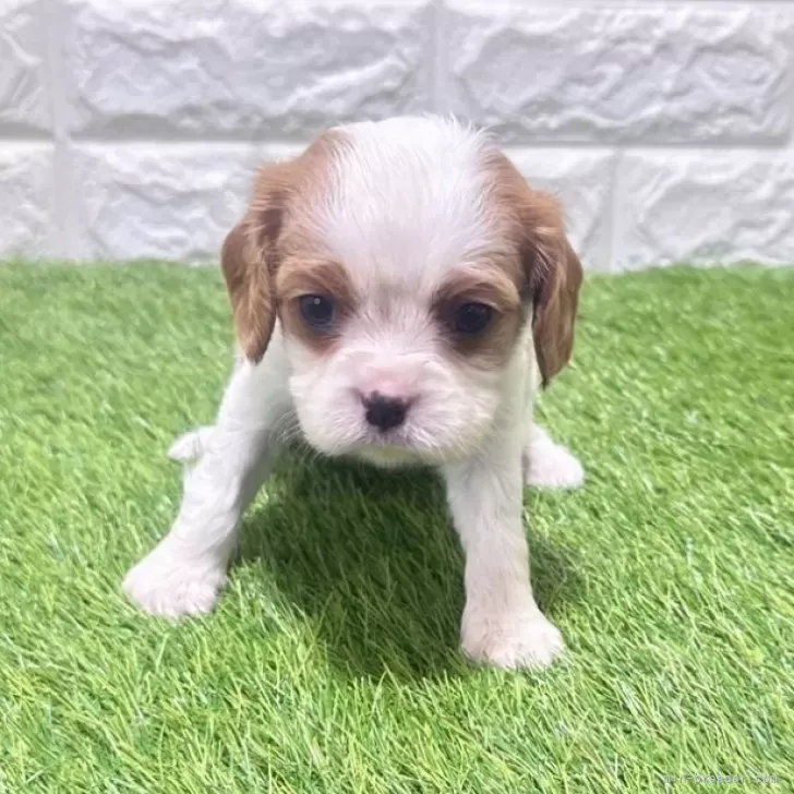 お迎え総額335.000円（税込）   