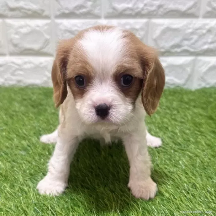 お迎え総額285.000円(税込)