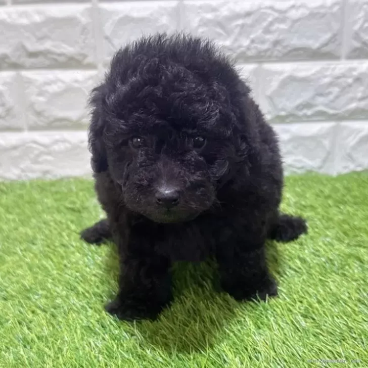 お迎え総額145.000円（税込）   