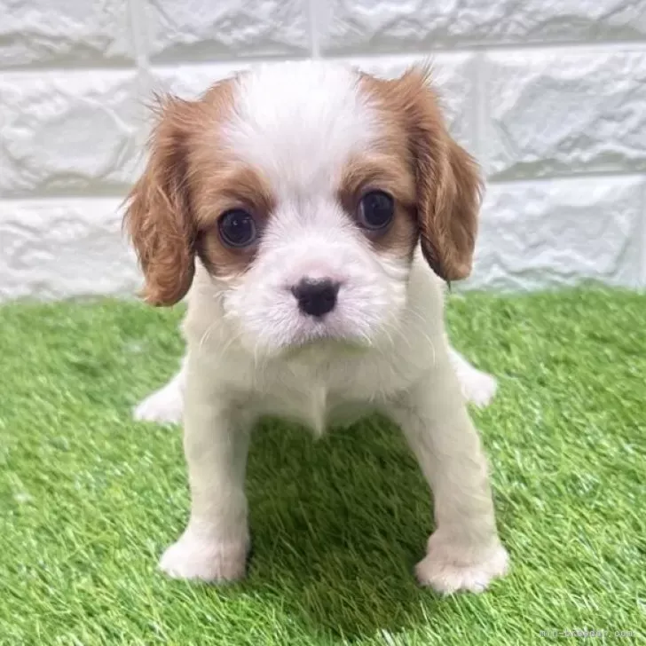 お迎え総額335.000円(税込)