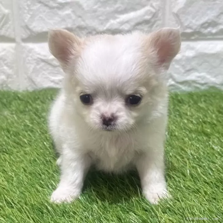 お迎え総額215.000円（税込）   