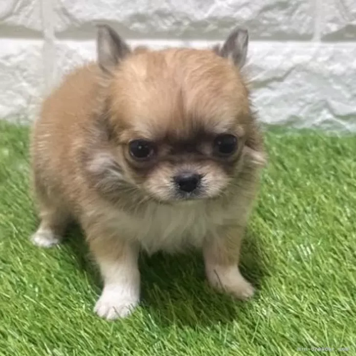 お迎え総額215.000円（税込）   