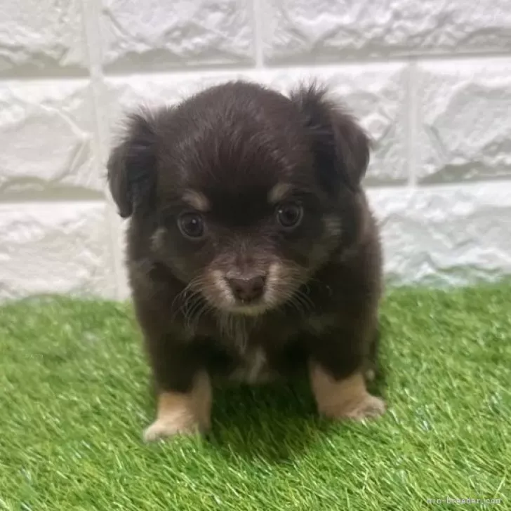 お迎え総額193.000円（税込）   