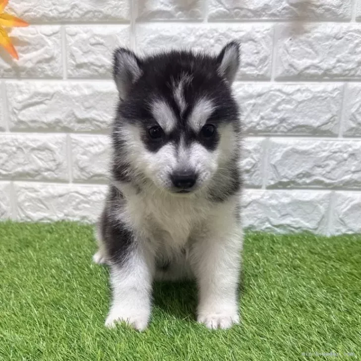 お迎え総額235.000円（税込）   