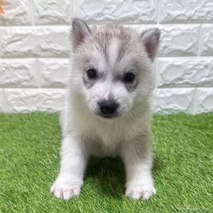 お迎え総額215.000円（税込）   