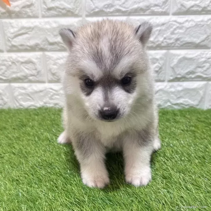 お迎え総額215.000円（税込）   