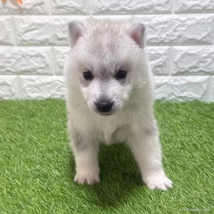 お迎え総額235.000円（税込）   