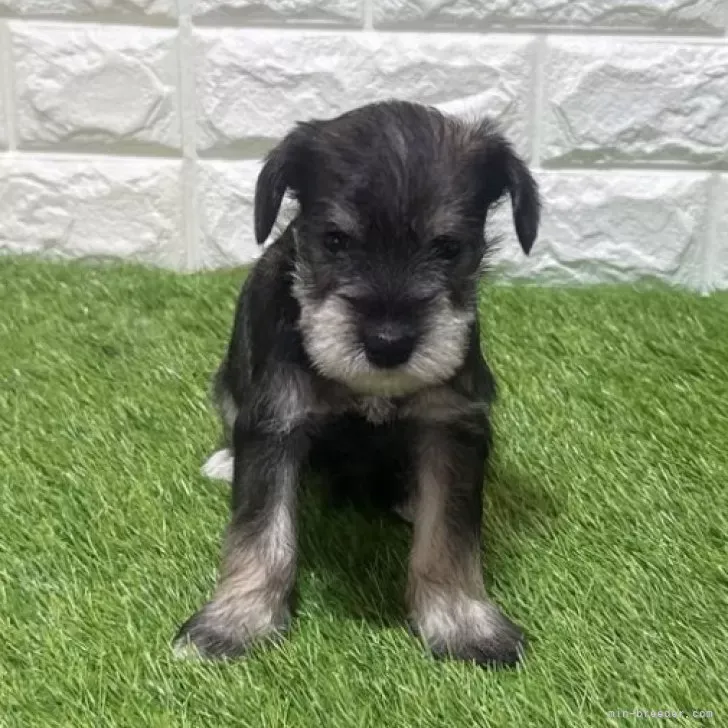 お迎え総額204.000円（税込）   