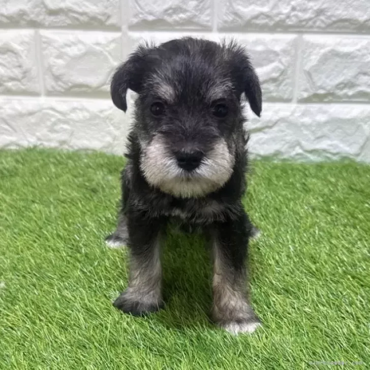 お迎え総額204.000円（税込）   