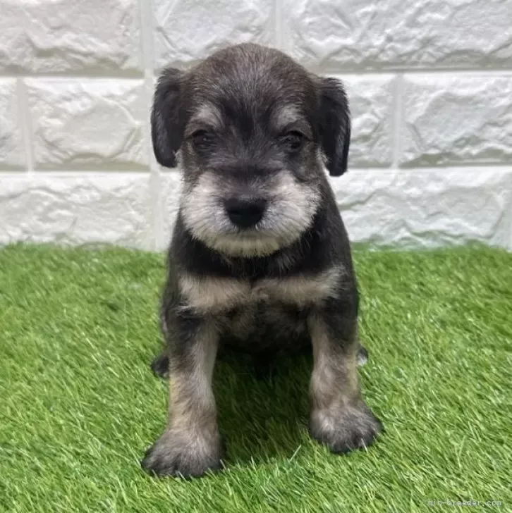 お迎え総額204.000円（税込）   