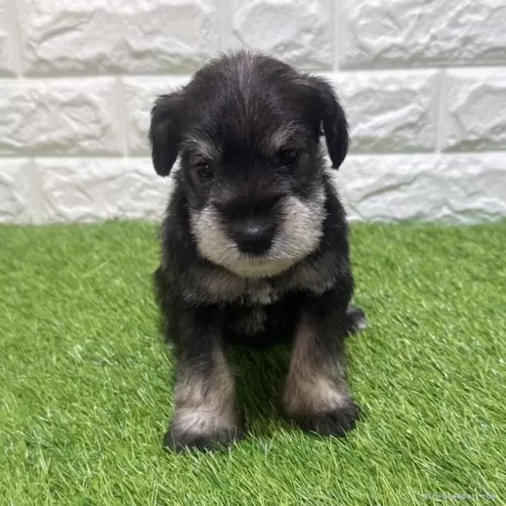 お迎え総額204.000円（税込）   