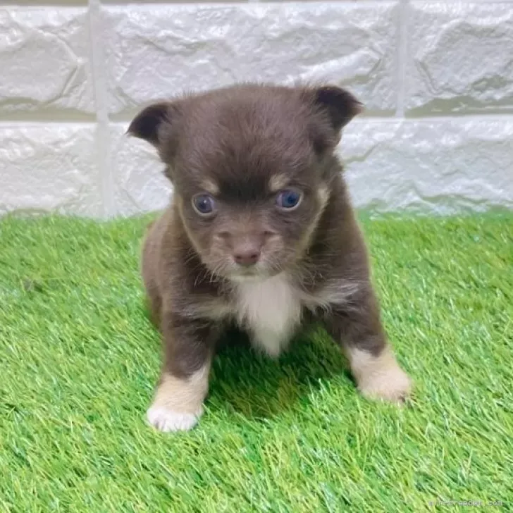 お迎え総額176.000円（税込）   