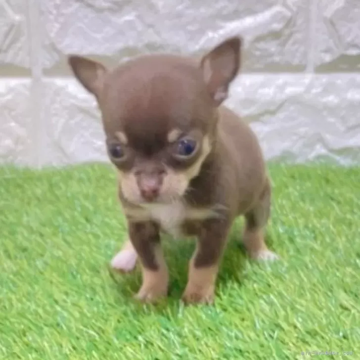 お迎え総額186.000円（税込）   