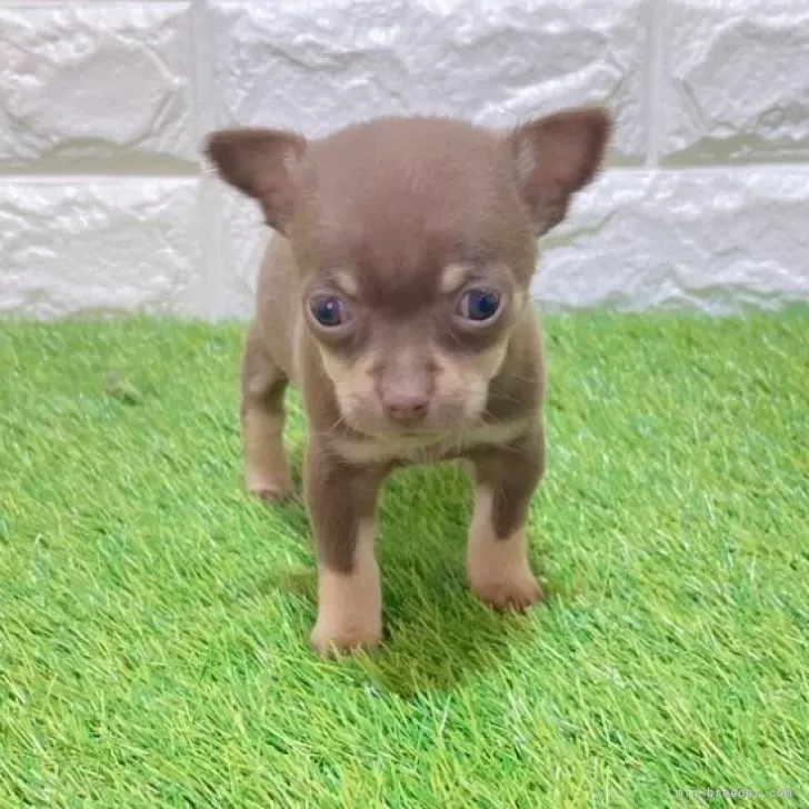 お迎え総額226.000円（税込）   