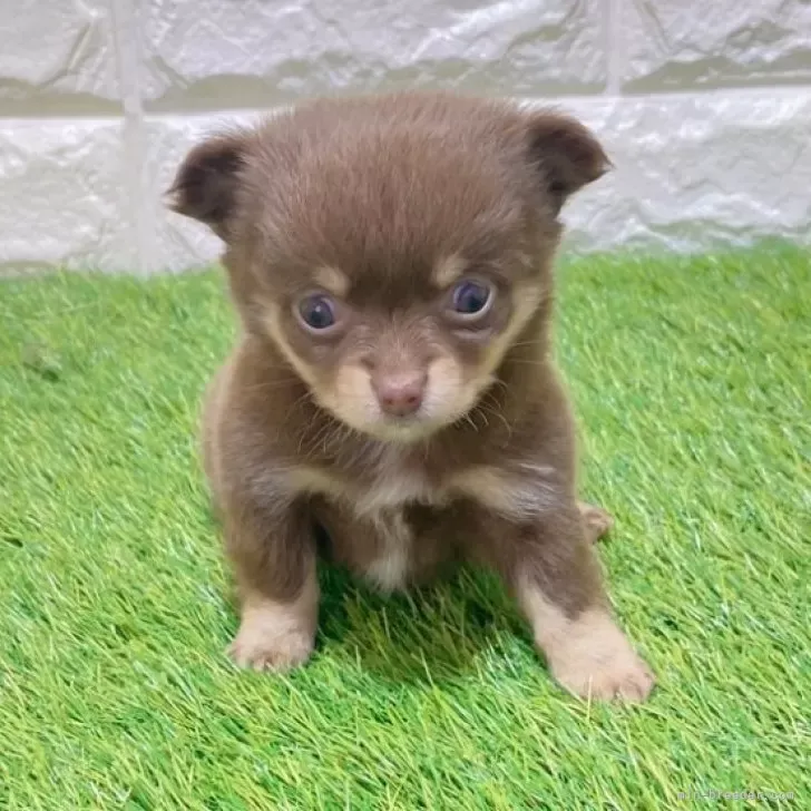 お迎え総額216.000円（税込）   