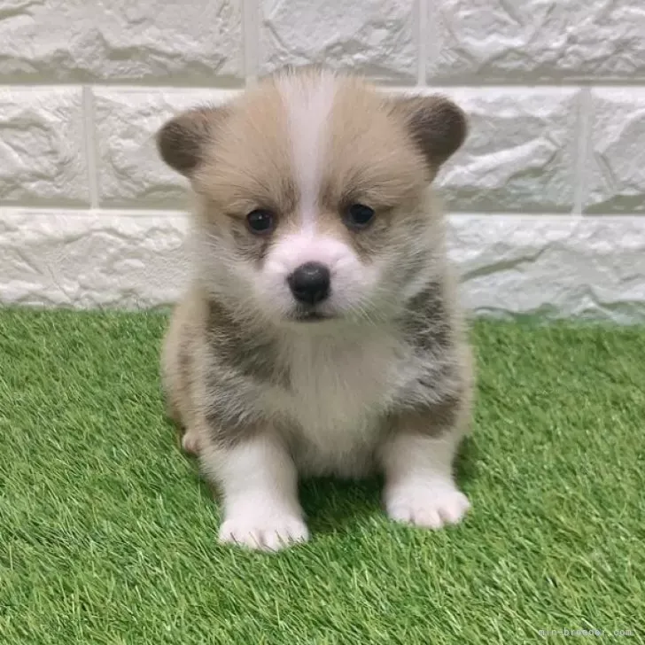 お迎え総額276.000円（税込）   