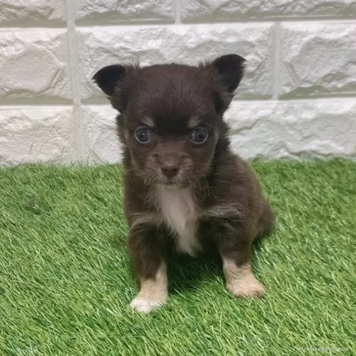 お迎え総額176.000円（税込）   