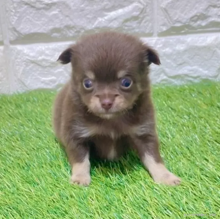 お迎え総額176.000円（税込）   