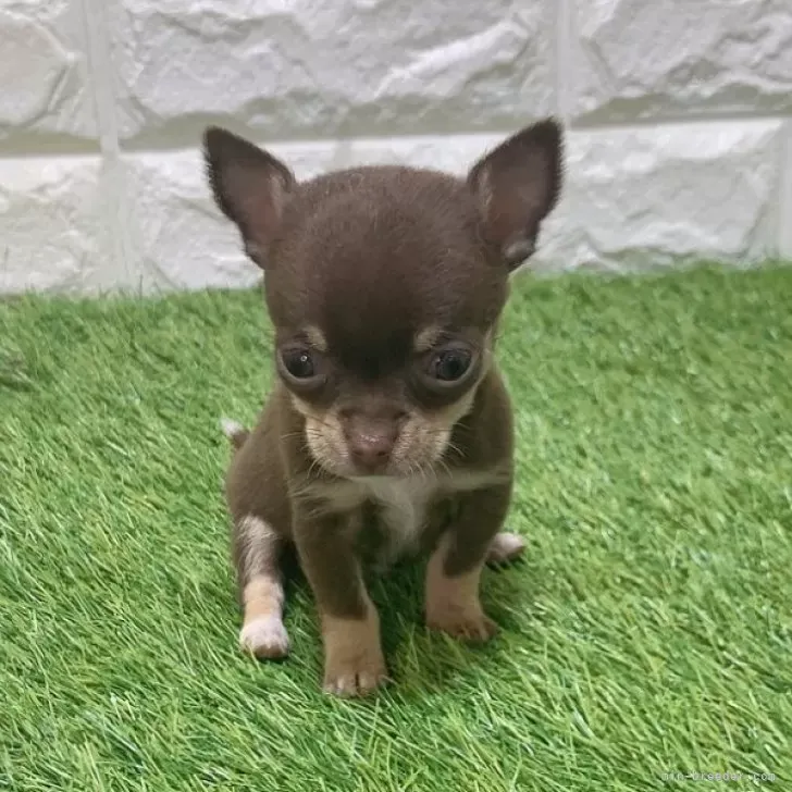 お迎え総額186.000円（税込）   