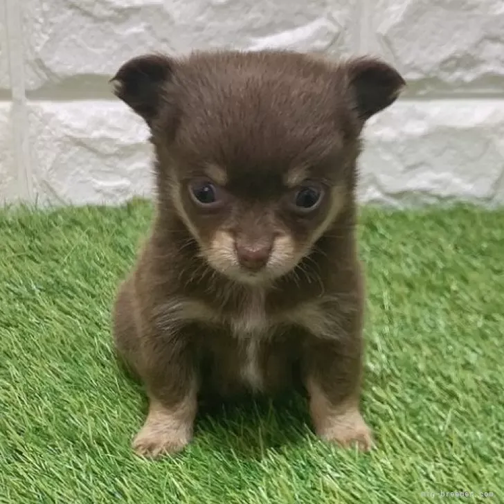 お迎え総額216.000円（税込）   