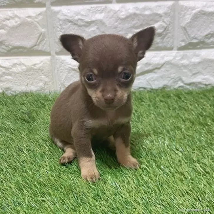 お迎え総額226.000円（税込）   