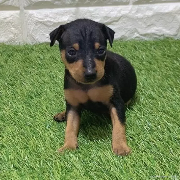 お迎え総額166.000円（税込）   