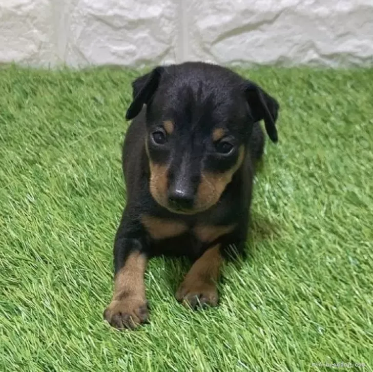 お迎え総額166.000円（税込）   