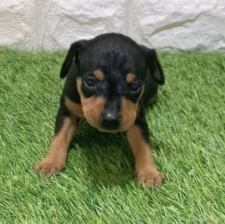 お迎え総額166.000円（税込）   