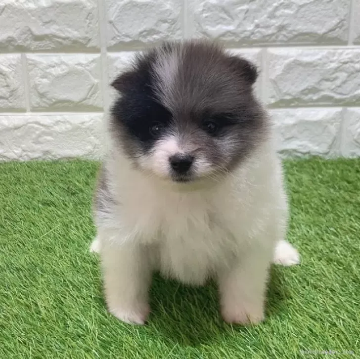 お迎え総額244.000円（税込）   