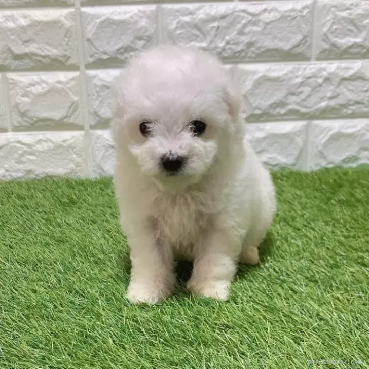 お迎え総額156.000円（税込）   